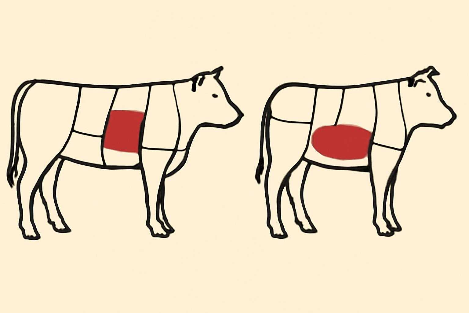 カルビとロースの部位を示す牛肉の図解